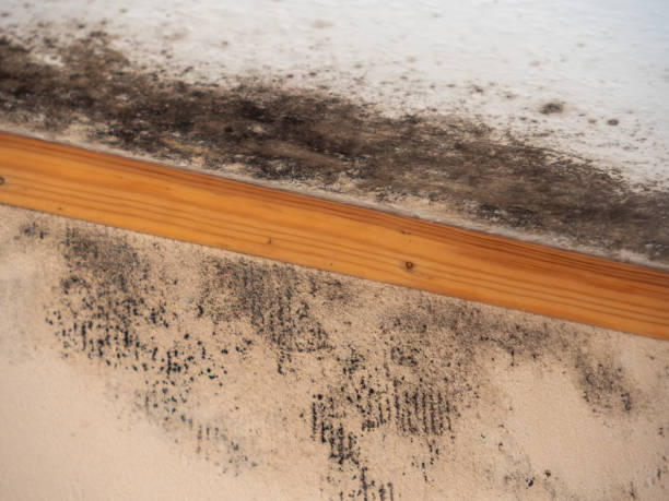 Best Forensic Mold Investigation  in College Station, TX