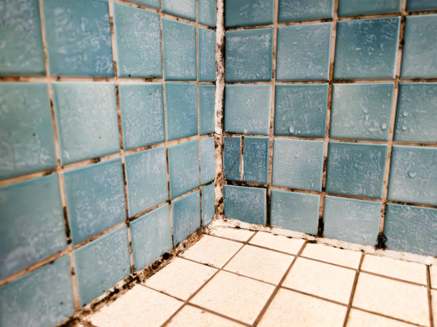 Best Crawl Space Mold Remediation  in College Station, TX