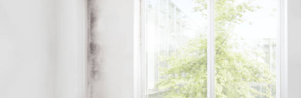 Mold Removal for HVAC Installations in College Station, TX