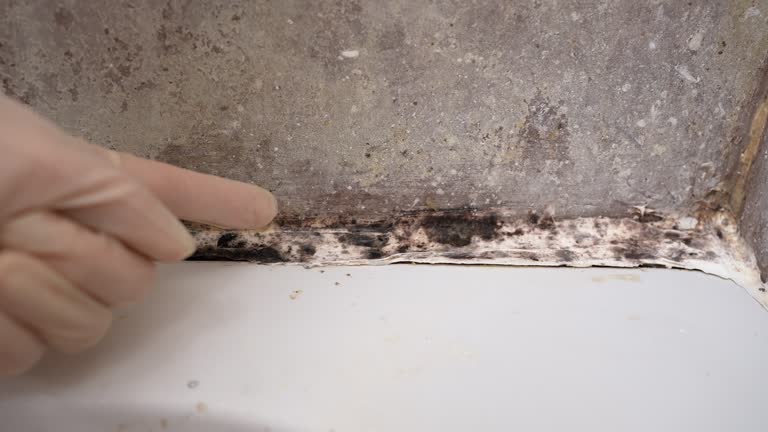 Dehumidification Services in College Station, TX